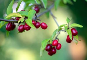 خواص زغال اخته برای لاغری