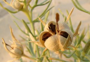 نحوه مصرف اسپند برای لاغری