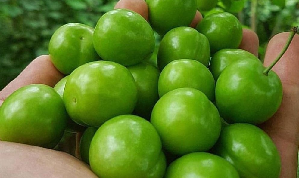 طبع گوجه سبز - خواص گوجه سبز