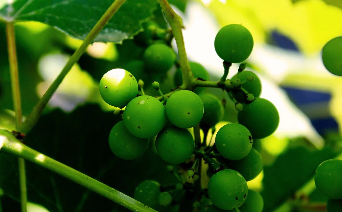 غوره - رژیم آبغوره برای لاغری