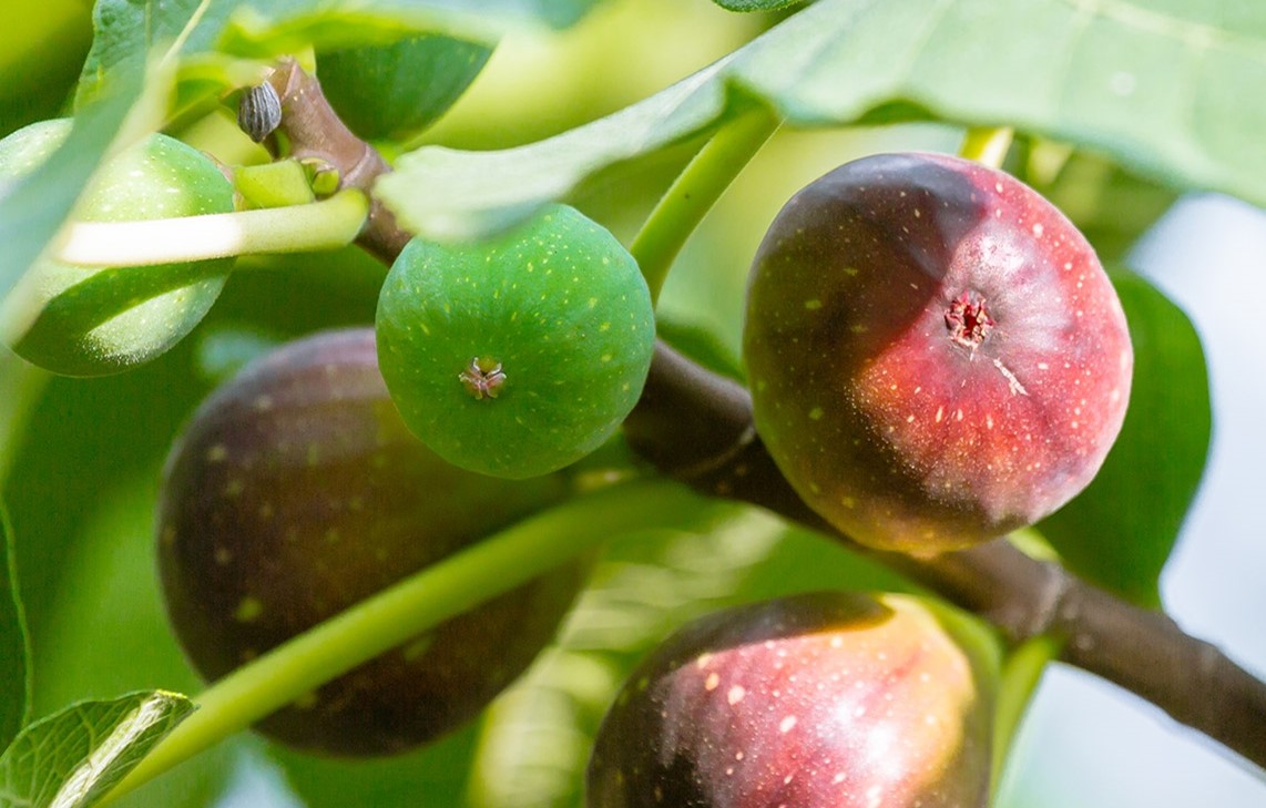 انجیر برای یبوست - میوه های مناسب برای یبوست