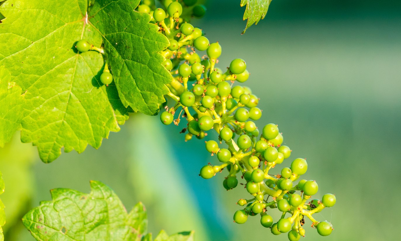 آبغوره - رژیم آبغوره برای لاغری