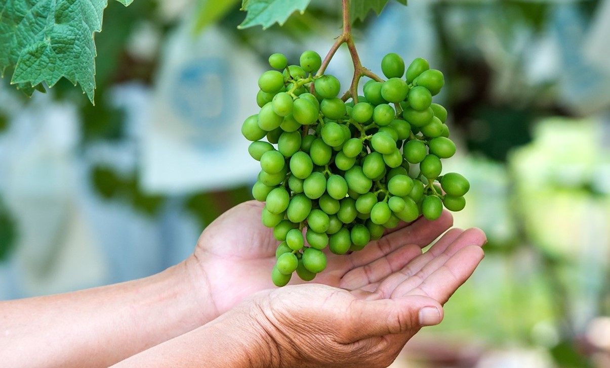 غوره - فواید خوردن آبغوره قبل از خواب