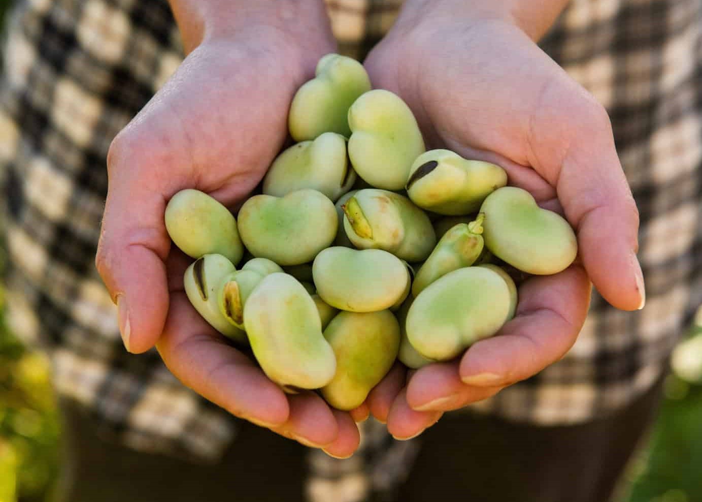 باقالی - خواص باقلا برای لاغری