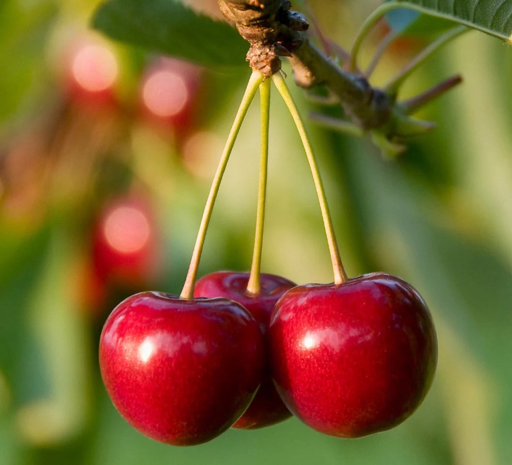 گیلاس برای لاغری - کالری یک عدد گیلاس