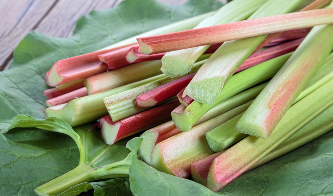 خواص ریواس خشک