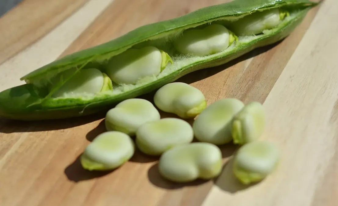 کالری باقلا مازندرانی - خواص باقلا برای لاغری