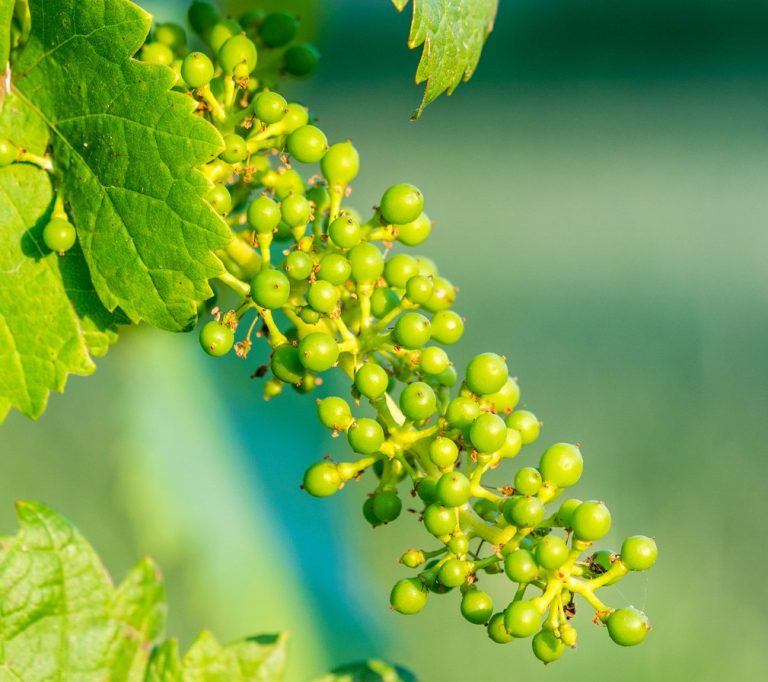 طریقه مصرف آبغوره برای لاغری