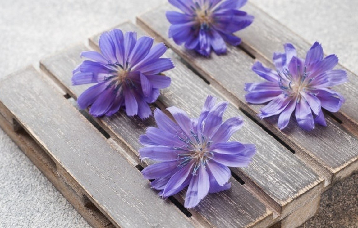 گل کاسنی - عرق کاسنی برای لاغری