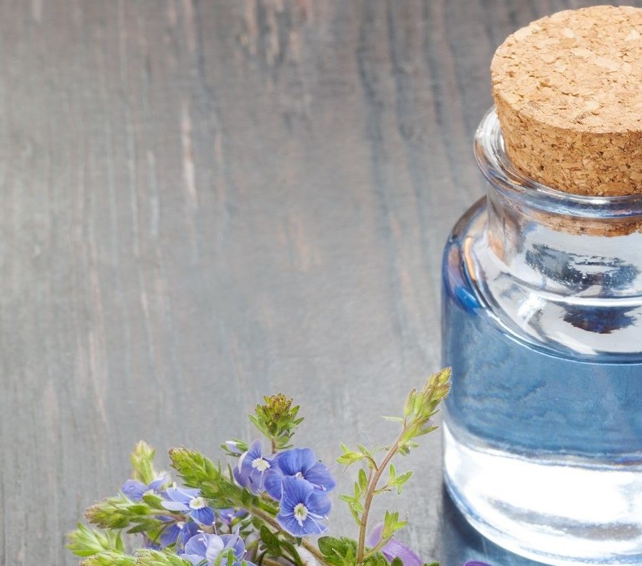 کاسنی - عرق کاسنی برای لاغری