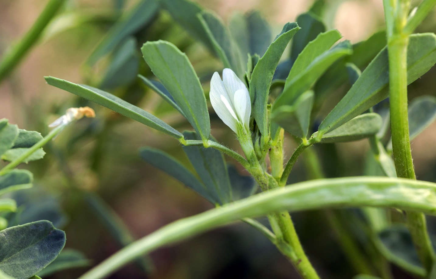 یونجه - عرق یونجه برای چاقی
