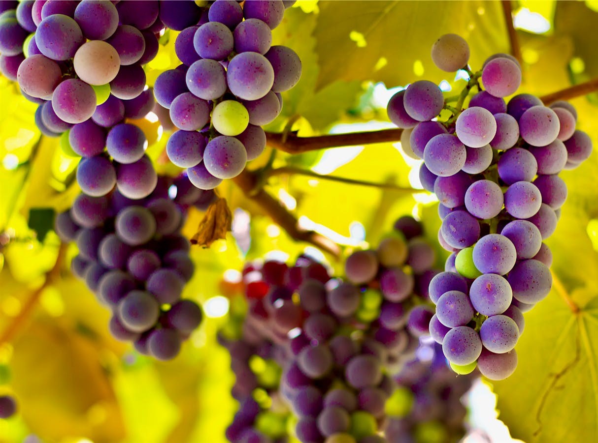 میوه ی لاغر کننده - رژیم انگور